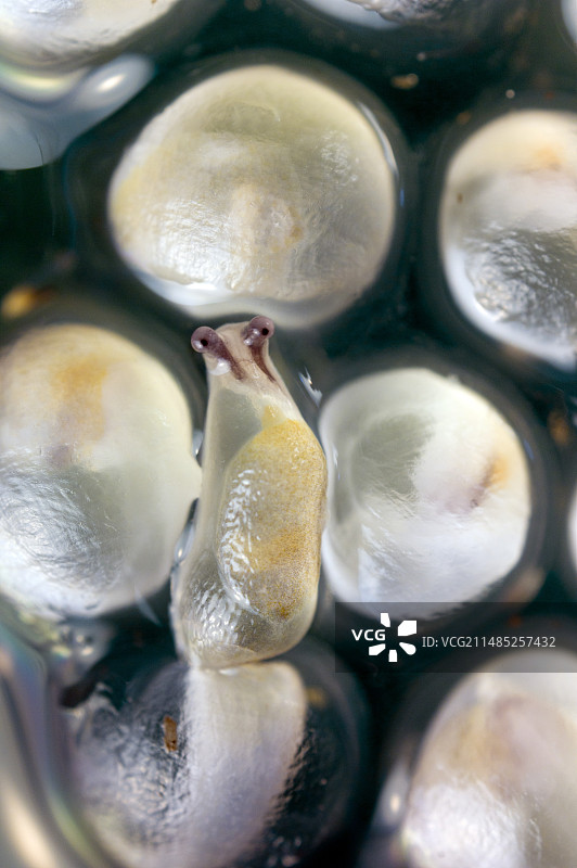 园林蛞蝓的卵孵化图片素材