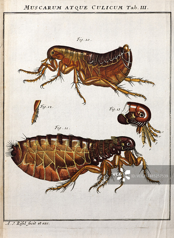 罗森霍夫绘制的1744年人蚤图片素材