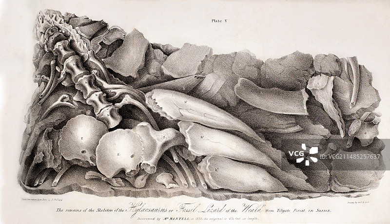 1833年结龙蜥恐龙发现图片素材