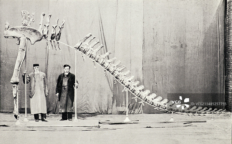 1905年蜥脚类恐龙图片素材