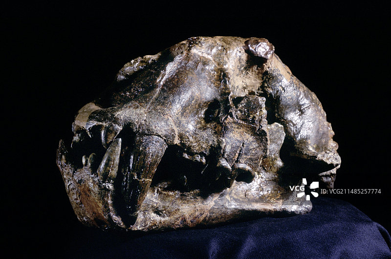 剑齿猫化石头骨图片素材