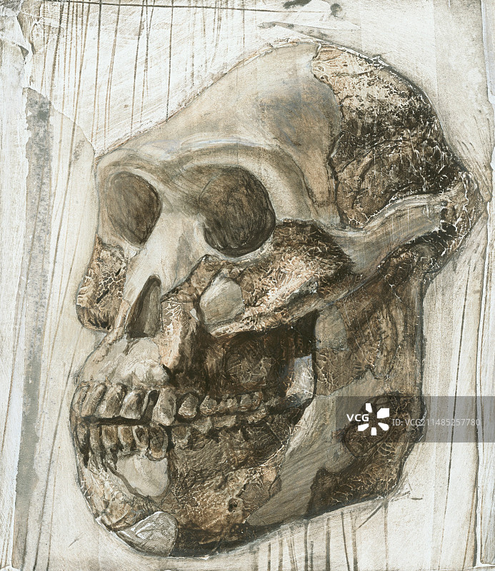 阿法南方古猿头骨图片素材