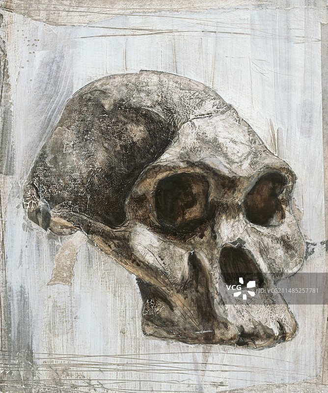 普莱斯夫人头骨图片素材