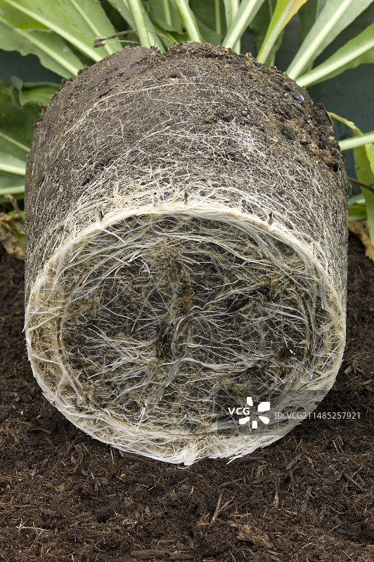 菘蓝的盆栽植物图片素材