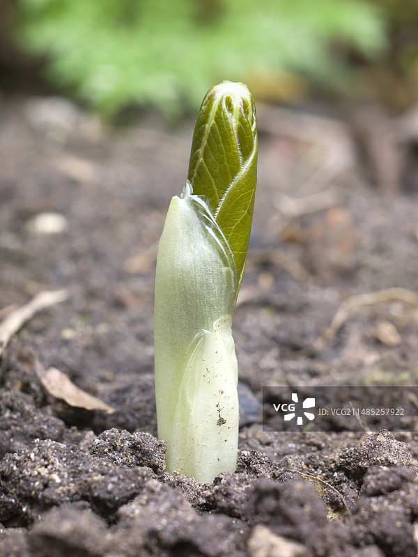 盾叶鬼臼植物图片素材