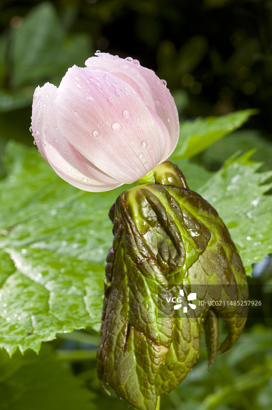 六角莲花蕾图片素材