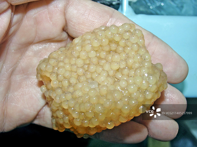 健康的鲶鱼卵图片素材