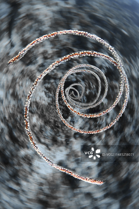 螺旋珊瑚图片素材