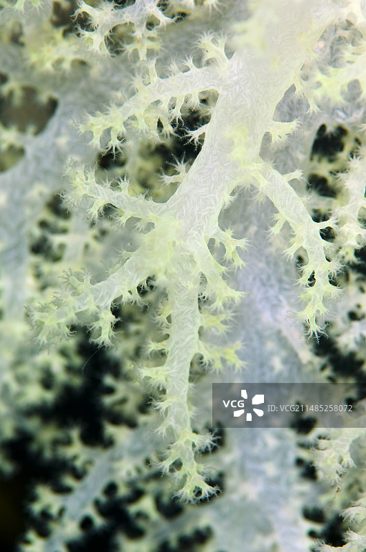 软珊瑚虫图片素材