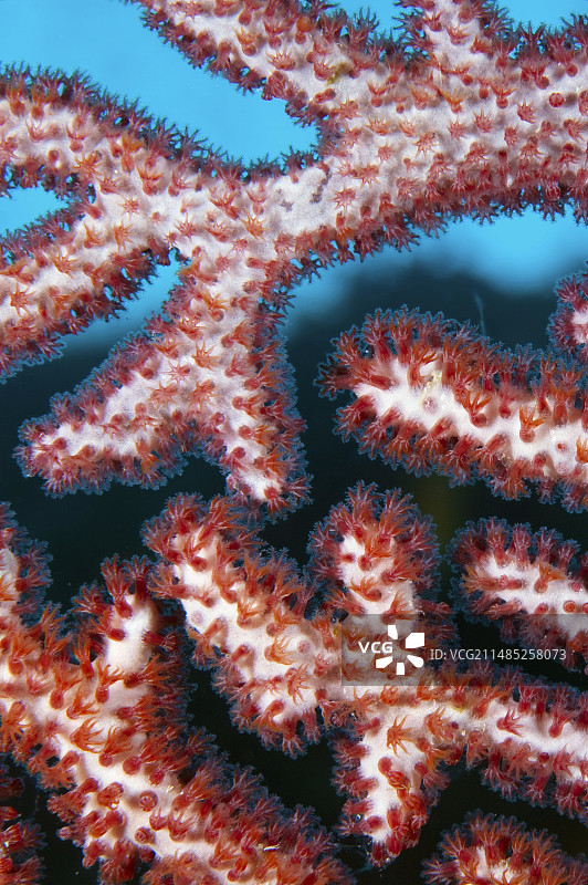 柳珊瑚珊瑚虫图片素材