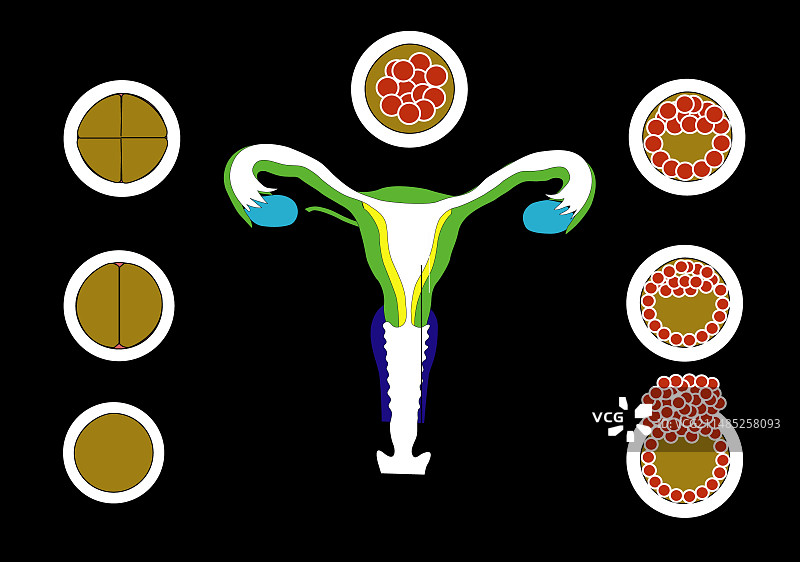 受精和植入过程图片素材