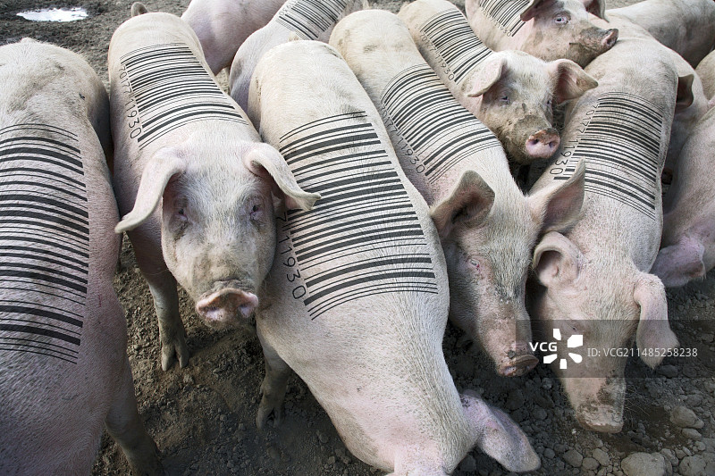 牲畜研究概念图图片素材