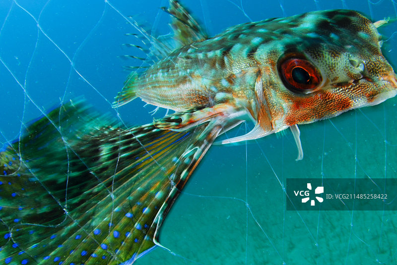 渔网中的飞鱼图片素材