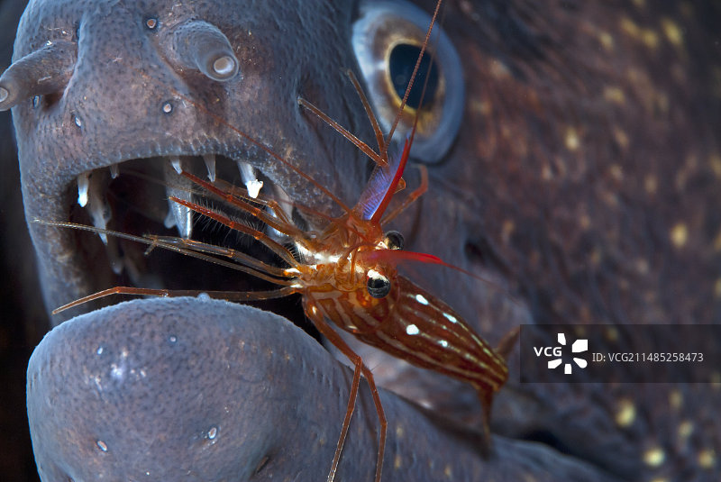 清洁虾和海鳝图片素材