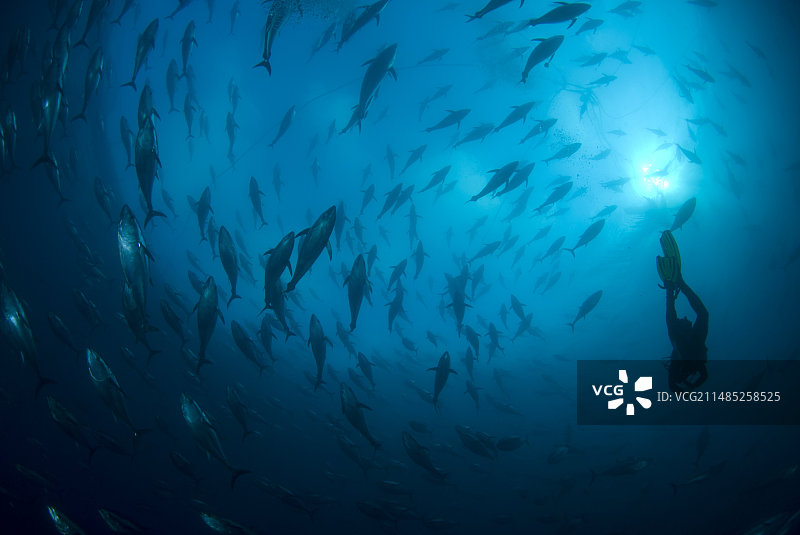 北方蓝鳍金枪鱼图片素材