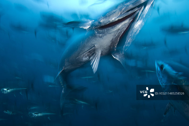 北方蓝鳍金枪鱼图片素材