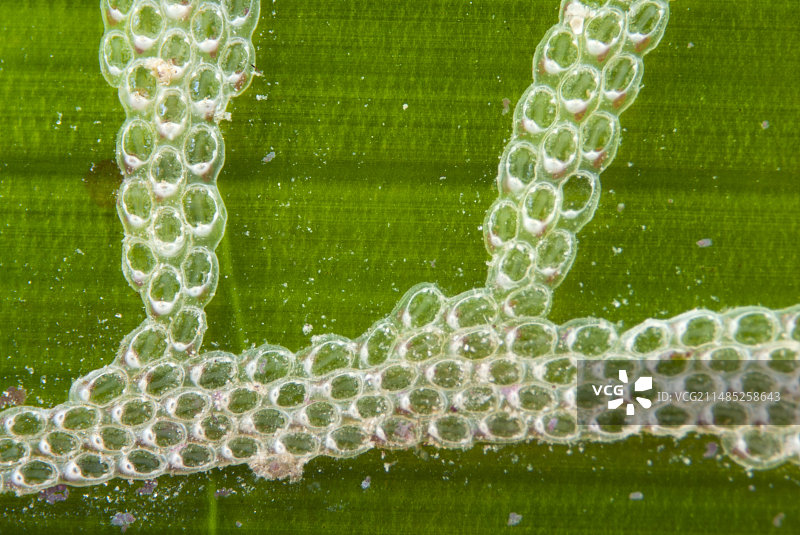 海王星草上的苔藓虫图片素材