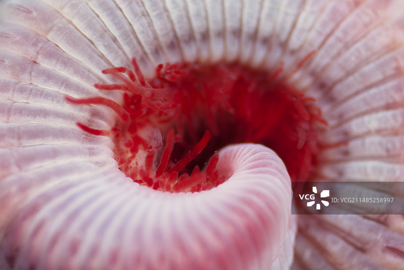 多毛纲海洋蠕虫图片素材