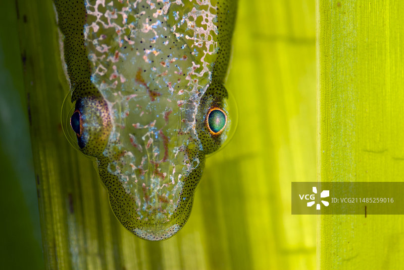 海王星草上的䲢鱼图片素材