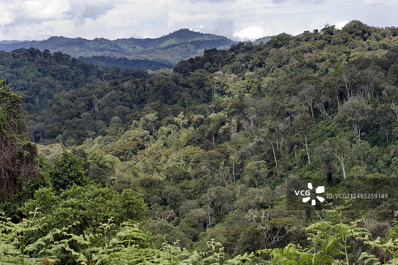 卢旺达纽格威国家公园图片素材