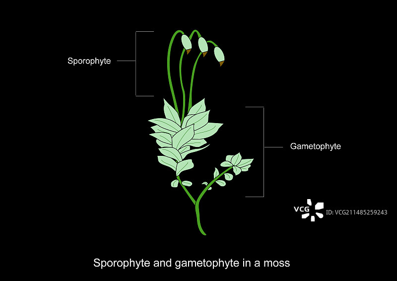 苔藓解剖结构艺术作品图片素材