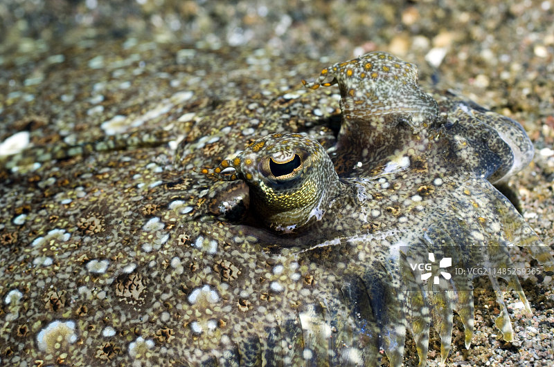 沙地上的豹鲆图片素材