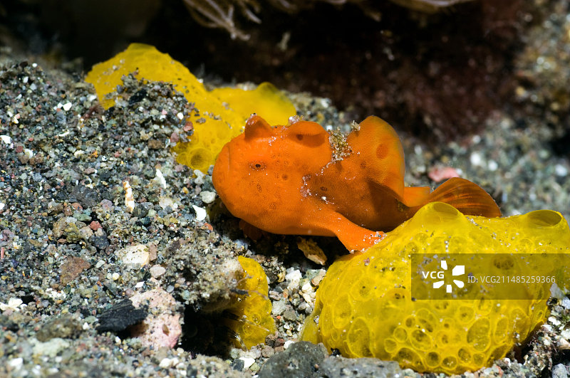 海绵上的彩色躄鱼图片素材