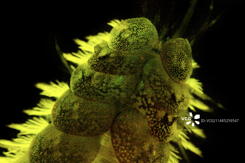 荧光海洋蠕虫图片素材