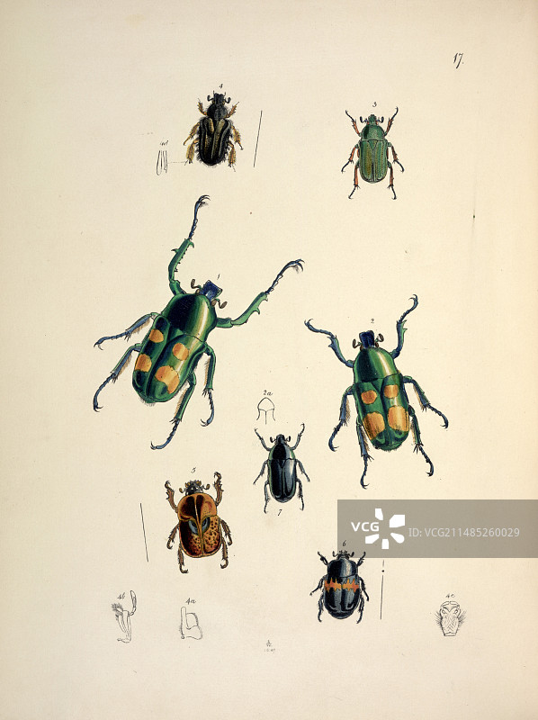 19世纪的歌利亚甲虫图片素材