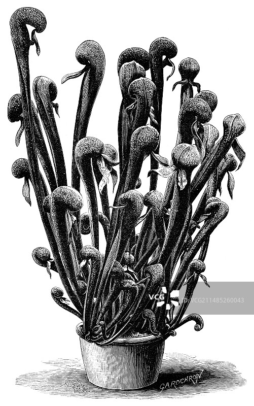 19世纪的加利福尼亚猪笼草图片素材