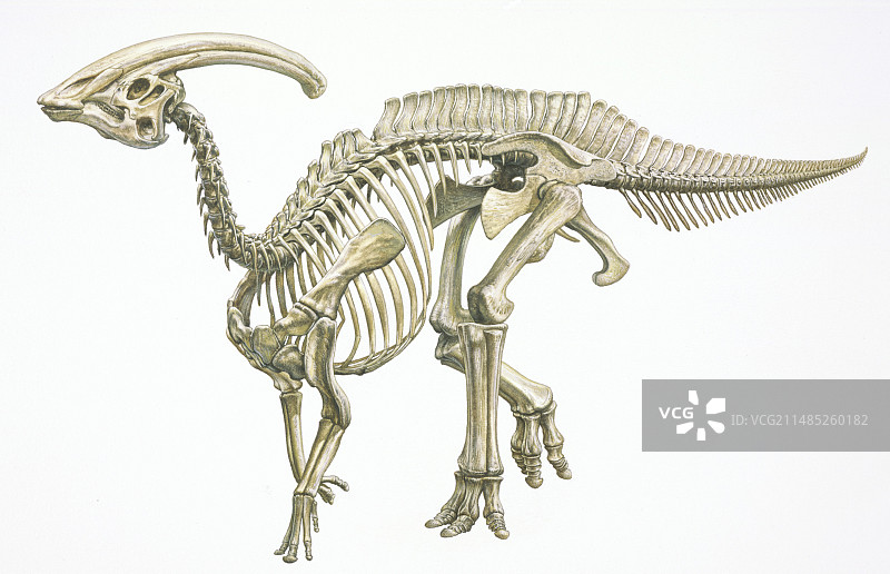 副栉龙恐龙骨骼图片素材