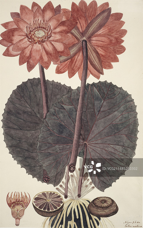 红色印度睡莲图片素材