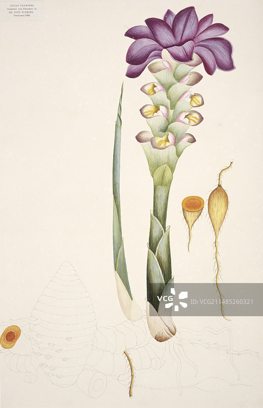 植物插画图片素材