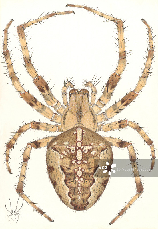 花园蜘蛛艺术作品图片素材