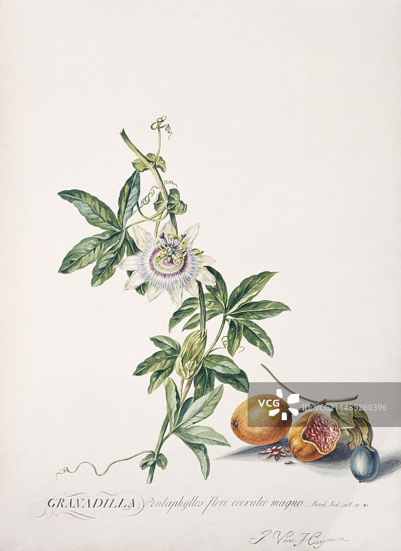 西番莲（Passiflora edulis）图片素材