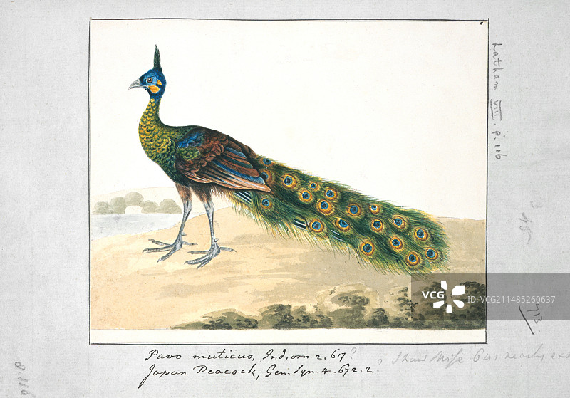 绿孔雀艺术作品图片素材