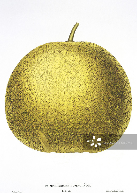 19世纪的西柚图片素材