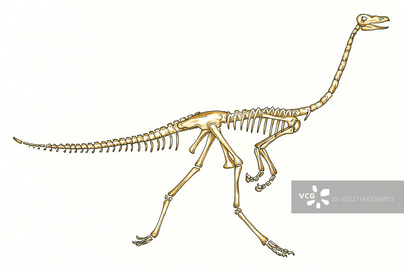 似鸡龙恐龙骨骼图片素材