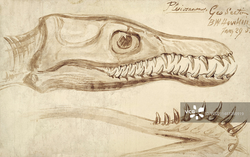 蛇颈龙图片素材