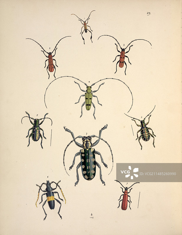 19世纪的天牛图片素材