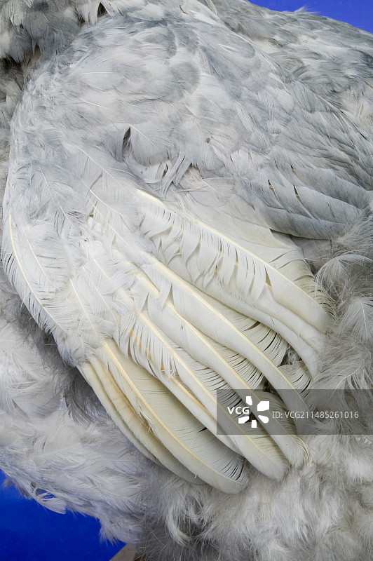 渡渡鸟模型，翅膀特写图片素材