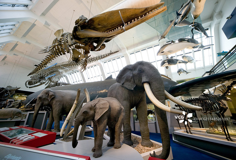 自然历史博物馆的哺乳动物展厅图片素材