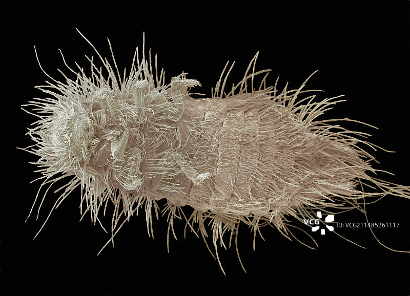 地毯甲虫幼虫扫描电镜图片素材