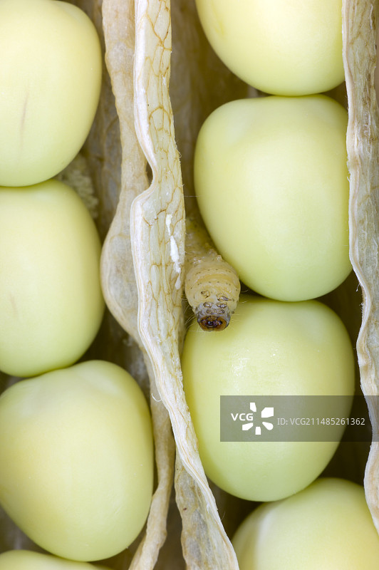 豌豆荚中的豌豆蛾幼虫图片素材