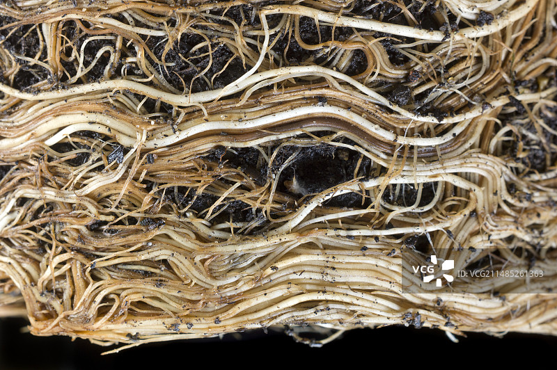 盆栽醉鱼草的根系图片素材