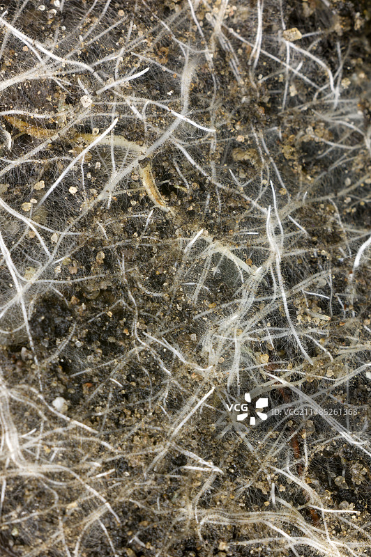 Kojo-no-Mai  Prunus incisa的树根图片素材