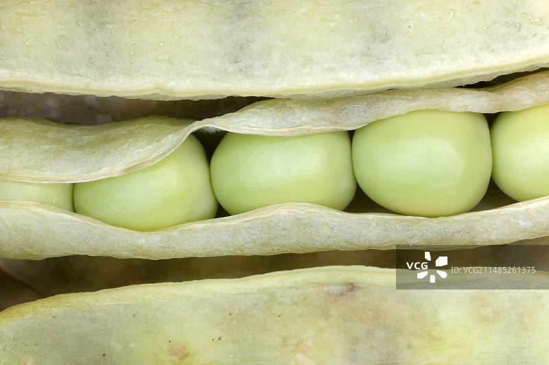 豆荚里的五颗豌豆图片素材