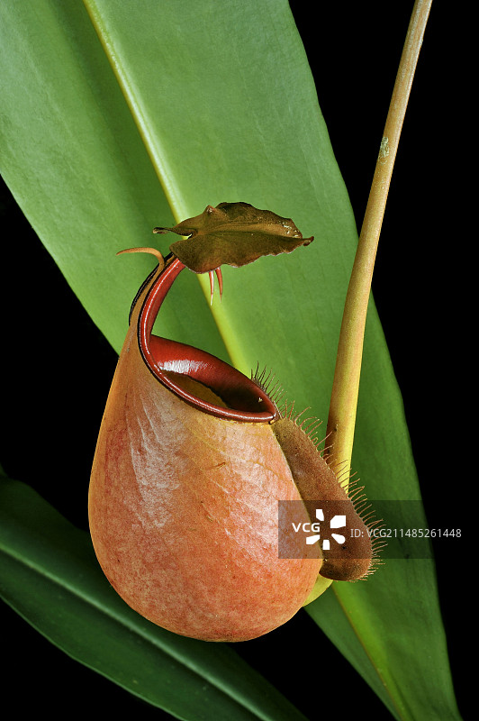 犬牙状的猪笼草图片素材