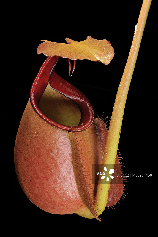 犬牙状的猪笼草图片素材