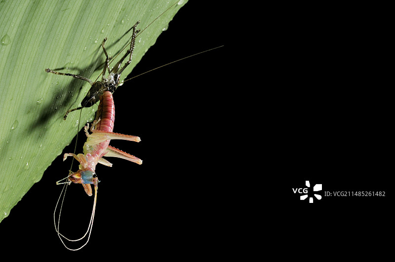 蟋蟀蜕皮图片素材